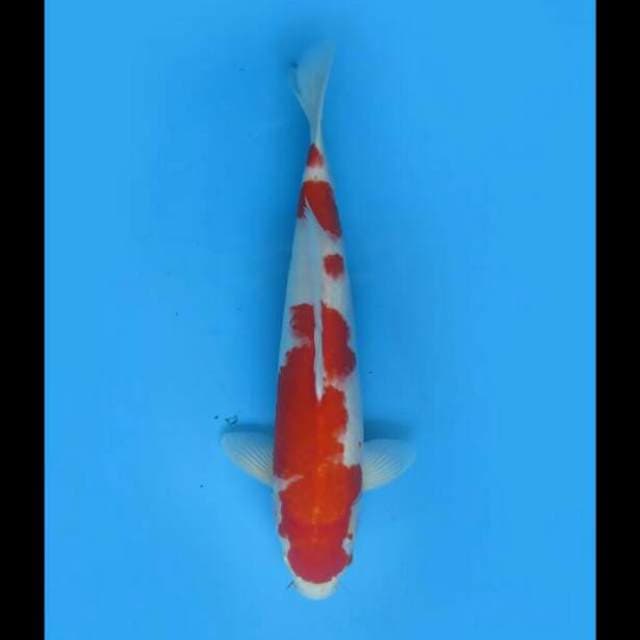 40cm Male - Jumbo Kohaku