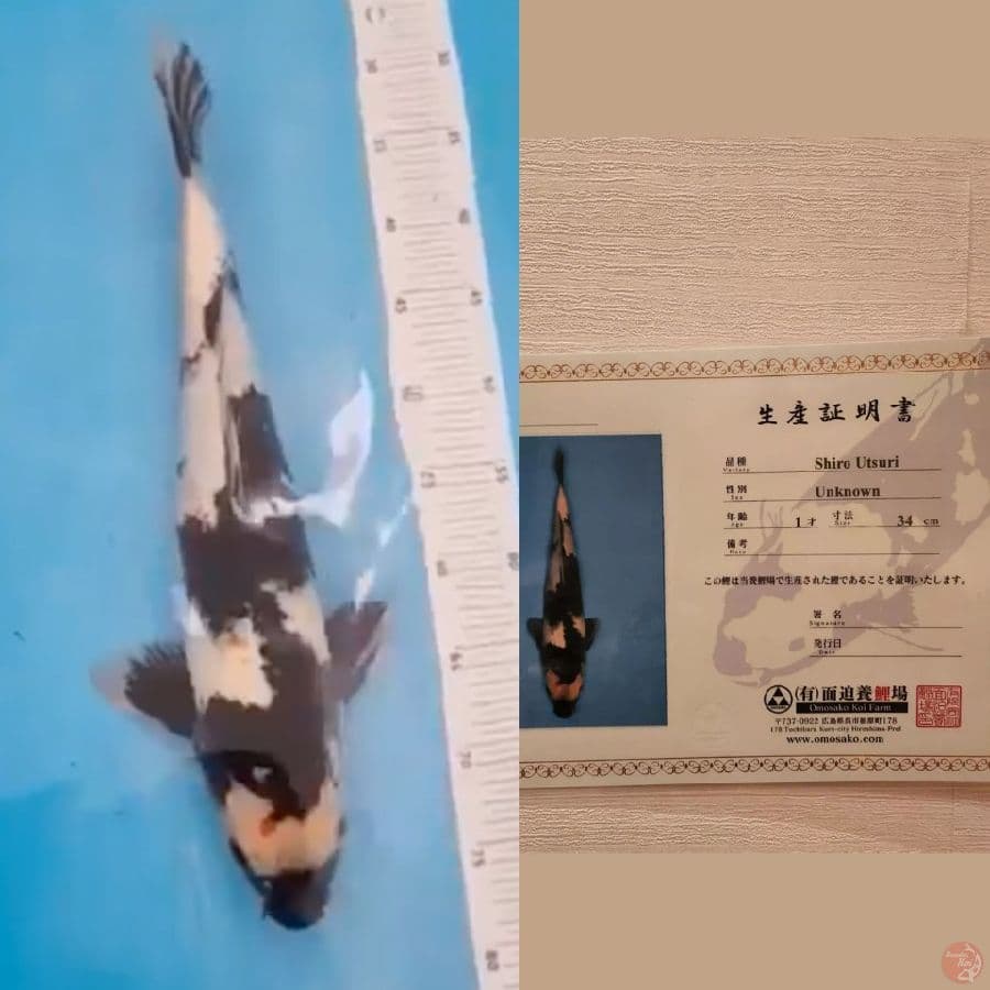 Shiro - Omosako 50Bu