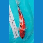 showa 44cm male