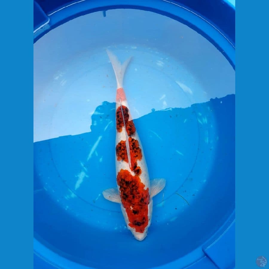 goromo size 43 body torpedo