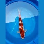 goromo size 43 body torpedo