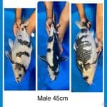 ginrin shiro 45cm