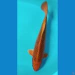 Kin Matsuba SQ 37cm male