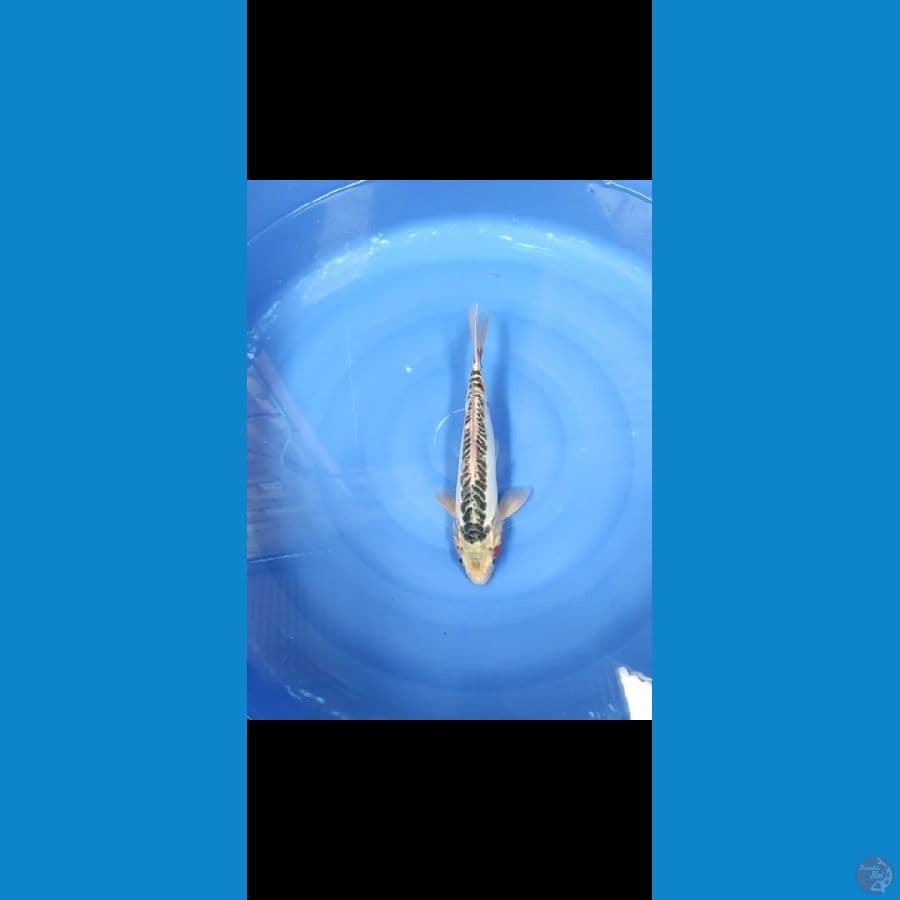 shusui 35cm