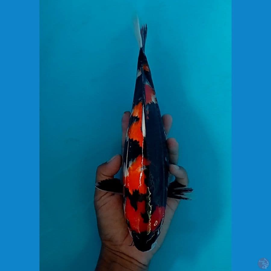 showa 30 cm