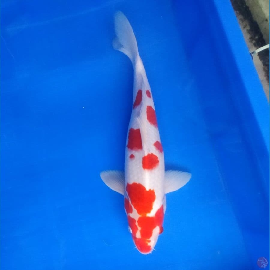 kohaku