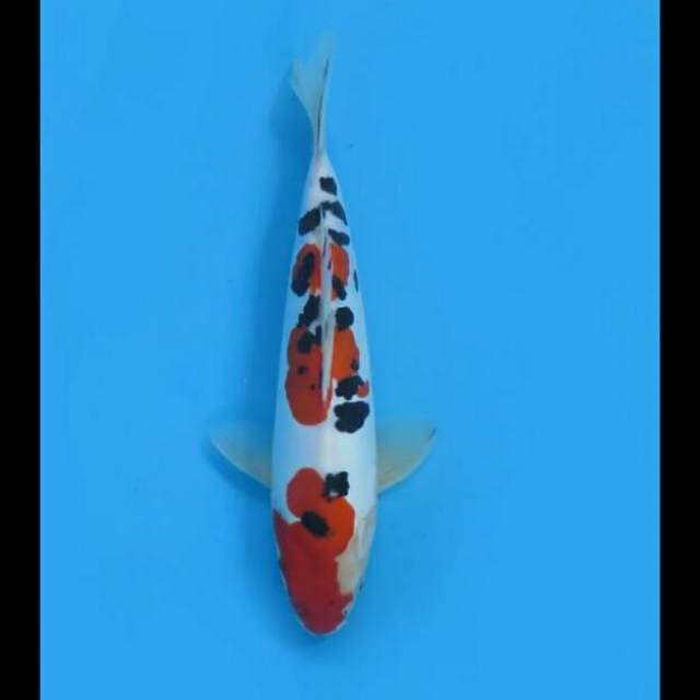 27cm Male - Sanke Doitsu Murni 