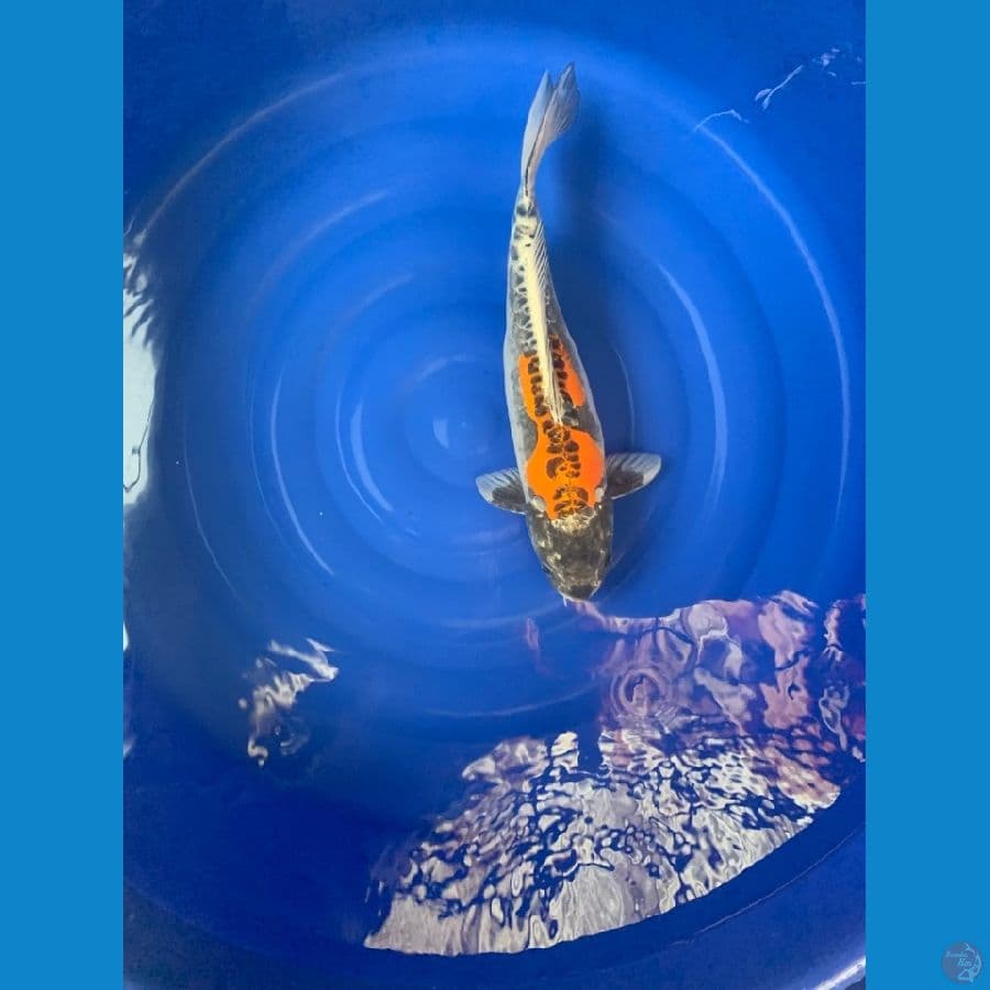beni kiko 52cm 
