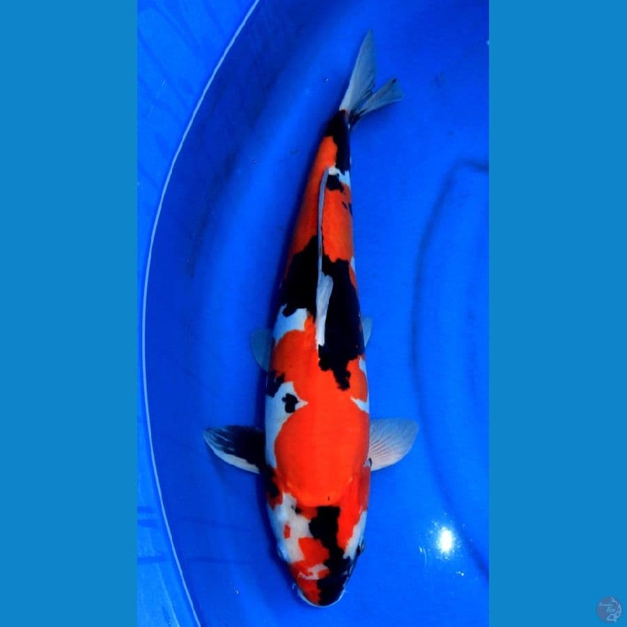 DOITSU SHOWA SHINODA 42CM