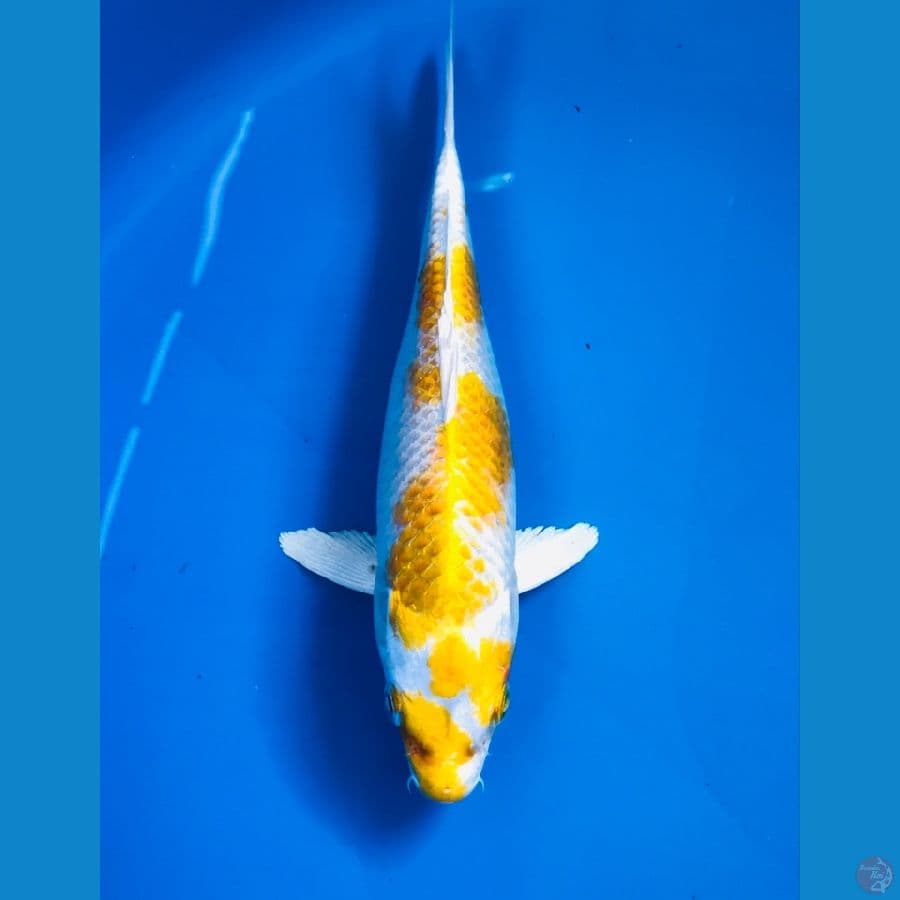 hariwake 22cm