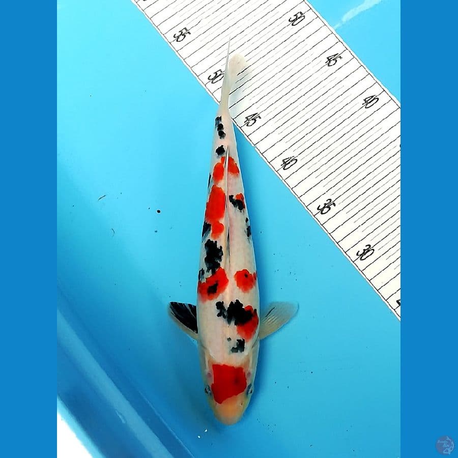 maroten sanke 34cm