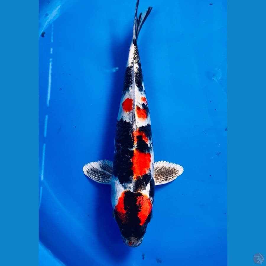 showa hikari 29cm