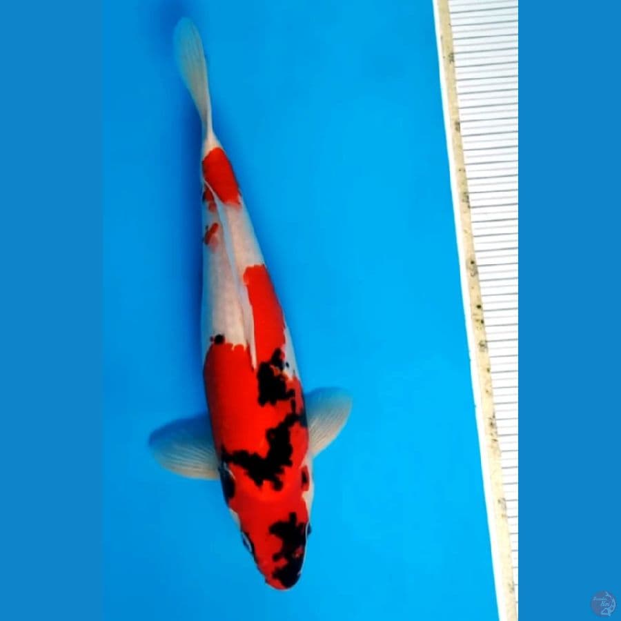 showa 35 cm