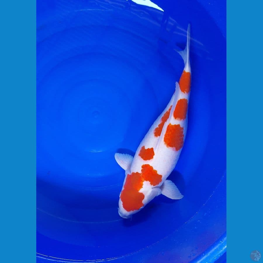 KOHAKU F1 BAKAT JUMBO