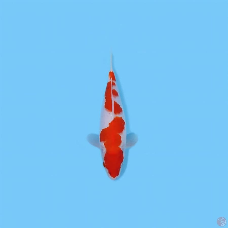 KOHAKU HQ 27 CM - FEEMALE