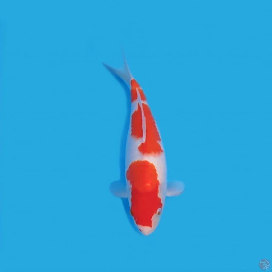 KOHAKU 30 CM - FEEMALE
