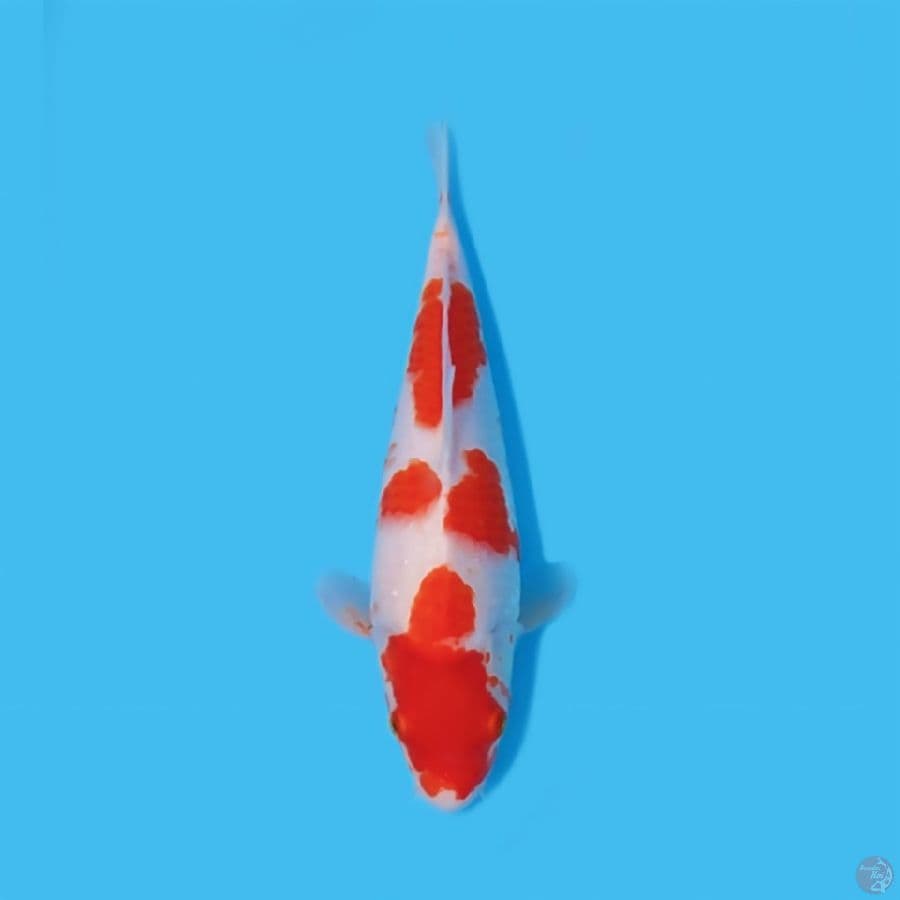 KOHAKU 30 CM - FEEMALE