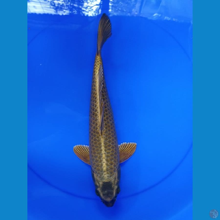 Gold Mukasi