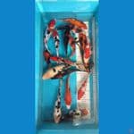 asnawi koi