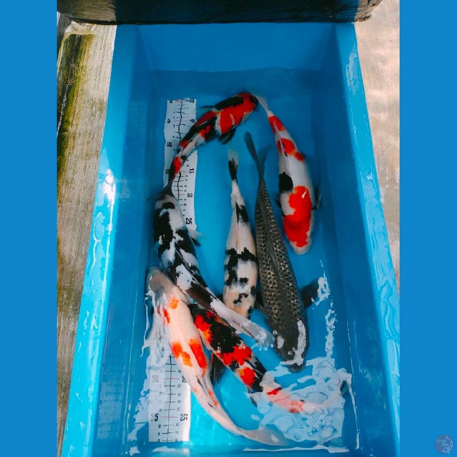 mix 7 ekor 30 35 40 cm