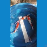 PAKET 3 EKOR KOHAKU DOIT&SISIK