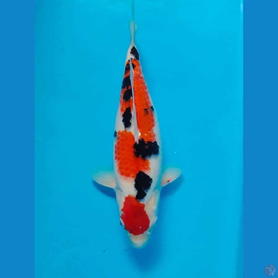 sanke 36cm 