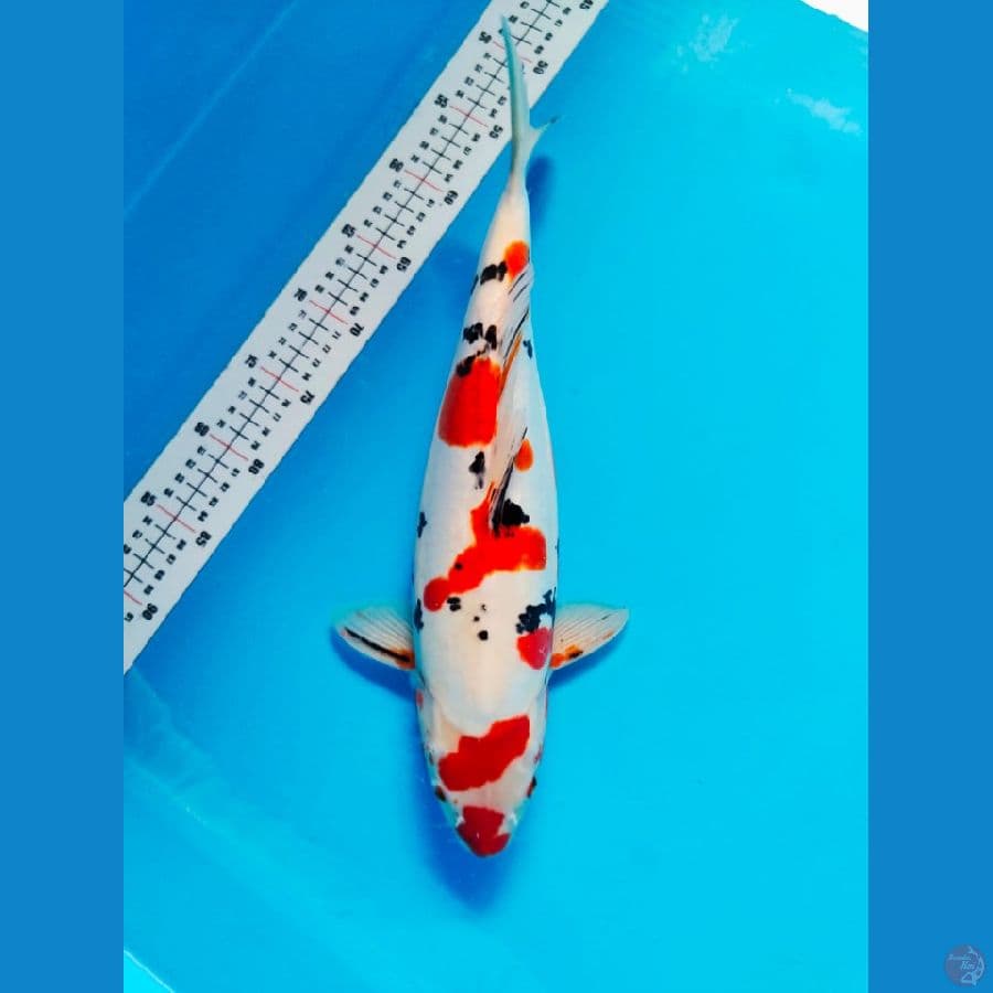 sanke doithsu 41cm 