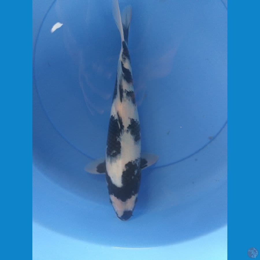 Shiro 30cm/(Jenis Kelamin: Unknown)