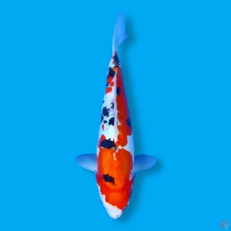Doitsu Sanke Murni 35 Female