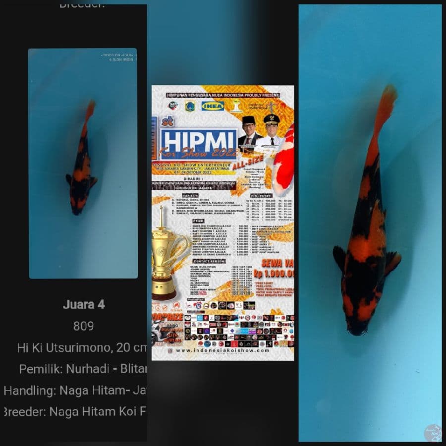 hiu mini SQ 20 cm