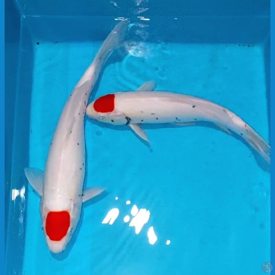 Tancho 33 & 37 cm