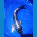 Antik Super  kiko 33 Cm DilverQueen