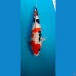 Kindai Showa 30cm female