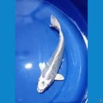 Gin matsuba ring joss 25 Cm 