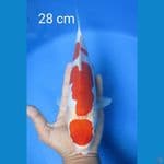 MARUTEN KOHAKU 28 CM