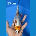 KIKO 25 CM