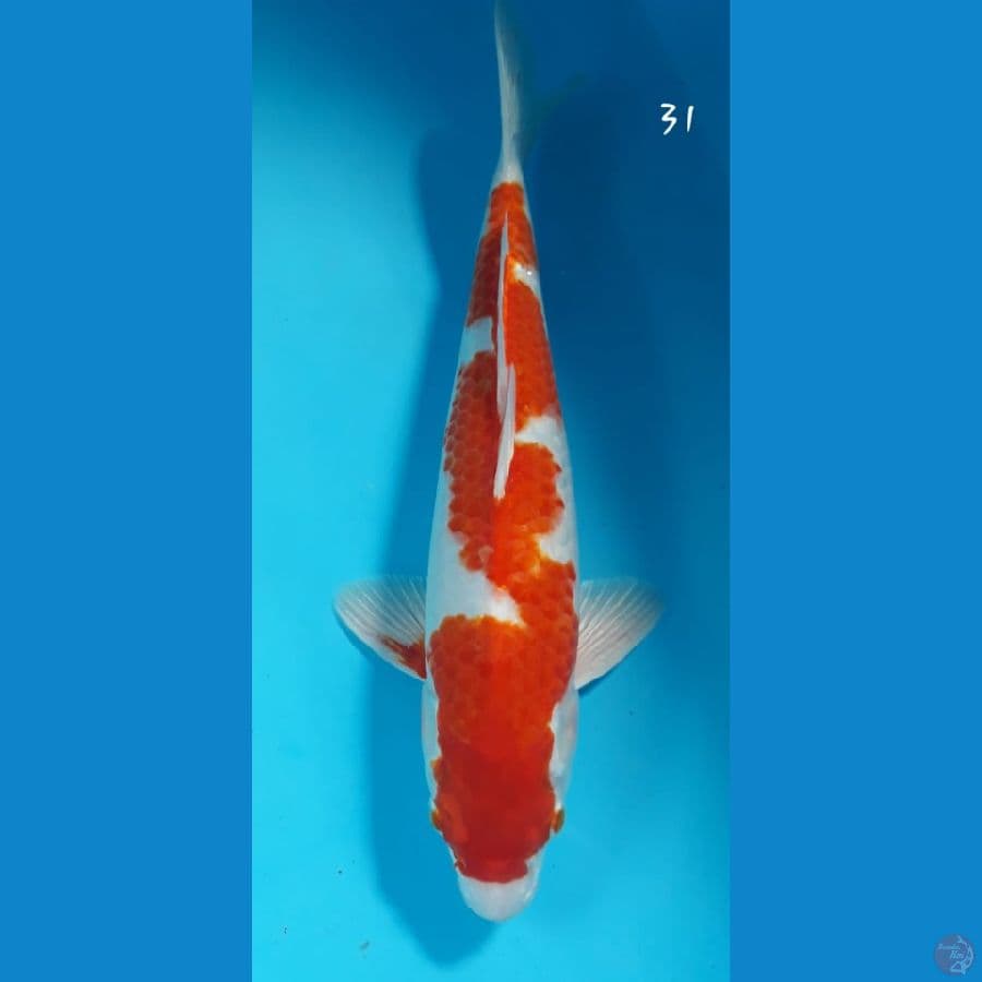 kohaku hikari 31cm