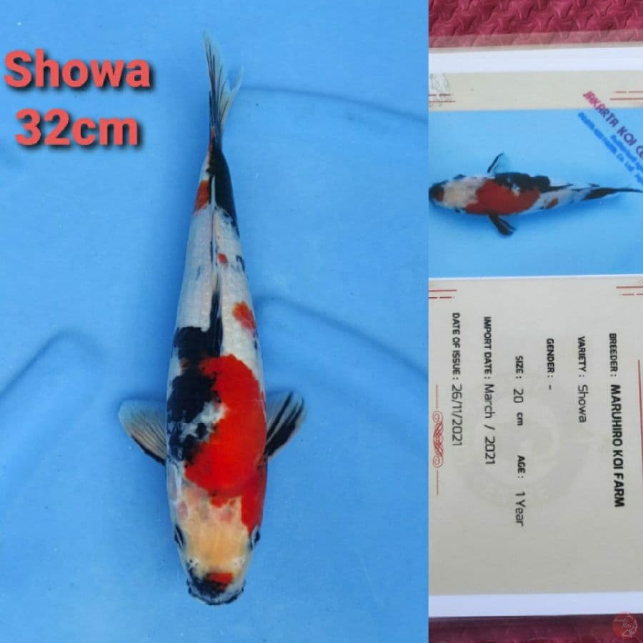 MARUHIRO SHOWA 32CM SERTI