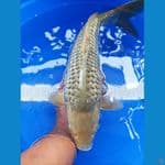 Midori Ginrin Male 50 BU