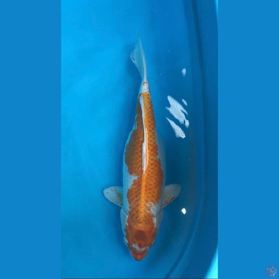 hariwake 38 cm