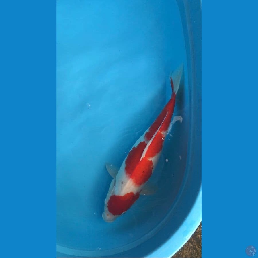 inazuma original kohaku 42cm