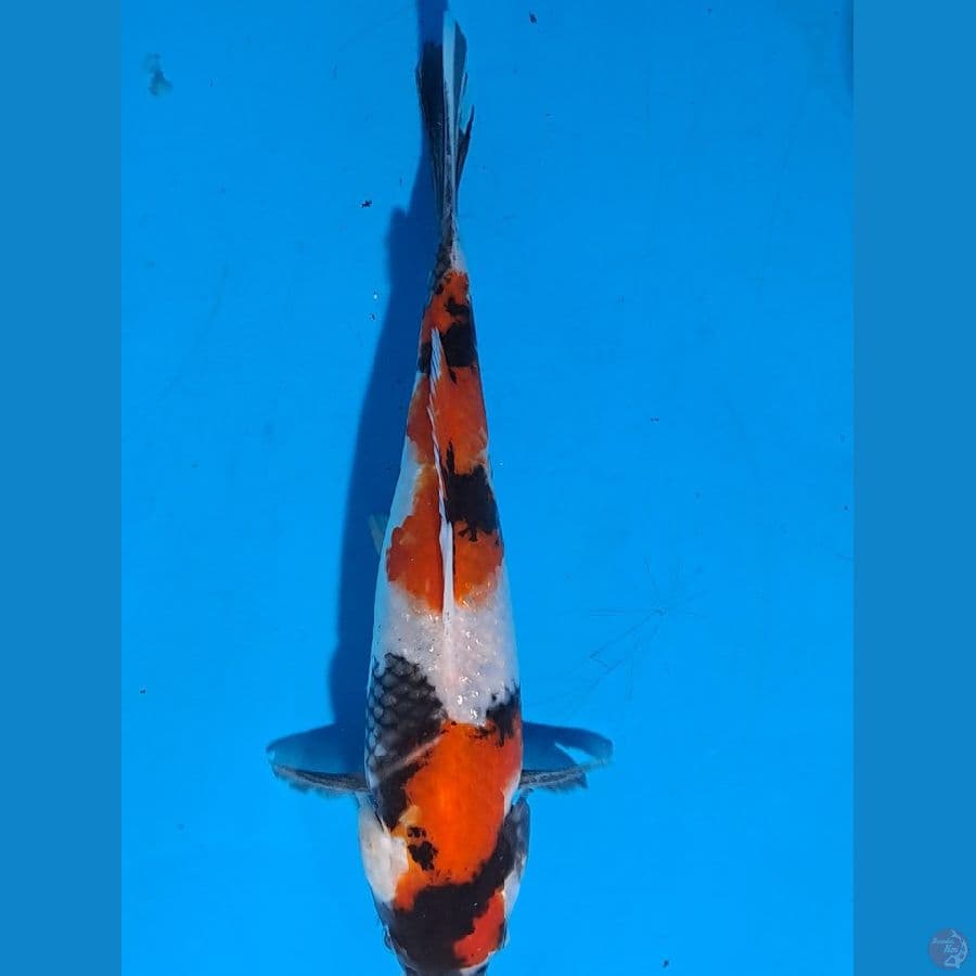 showa 22 cm 