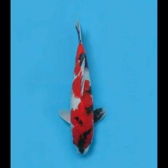 34cm Male - Red Showa Tategoi 