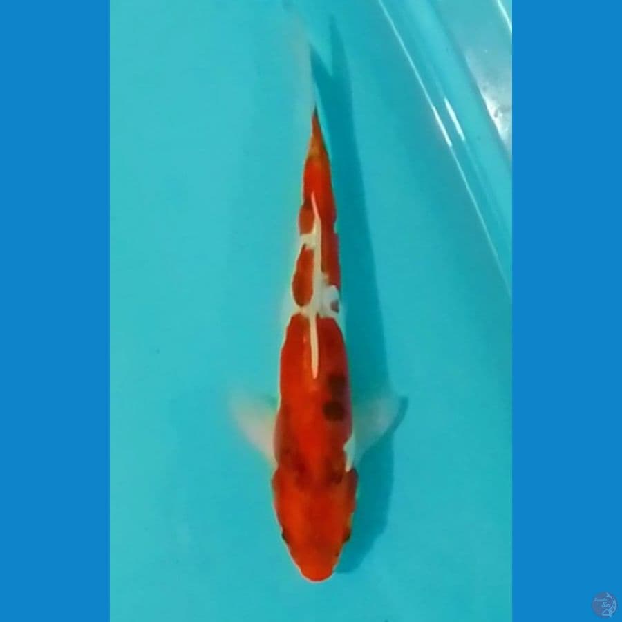 Kawarimono (antik) 35cm (F)