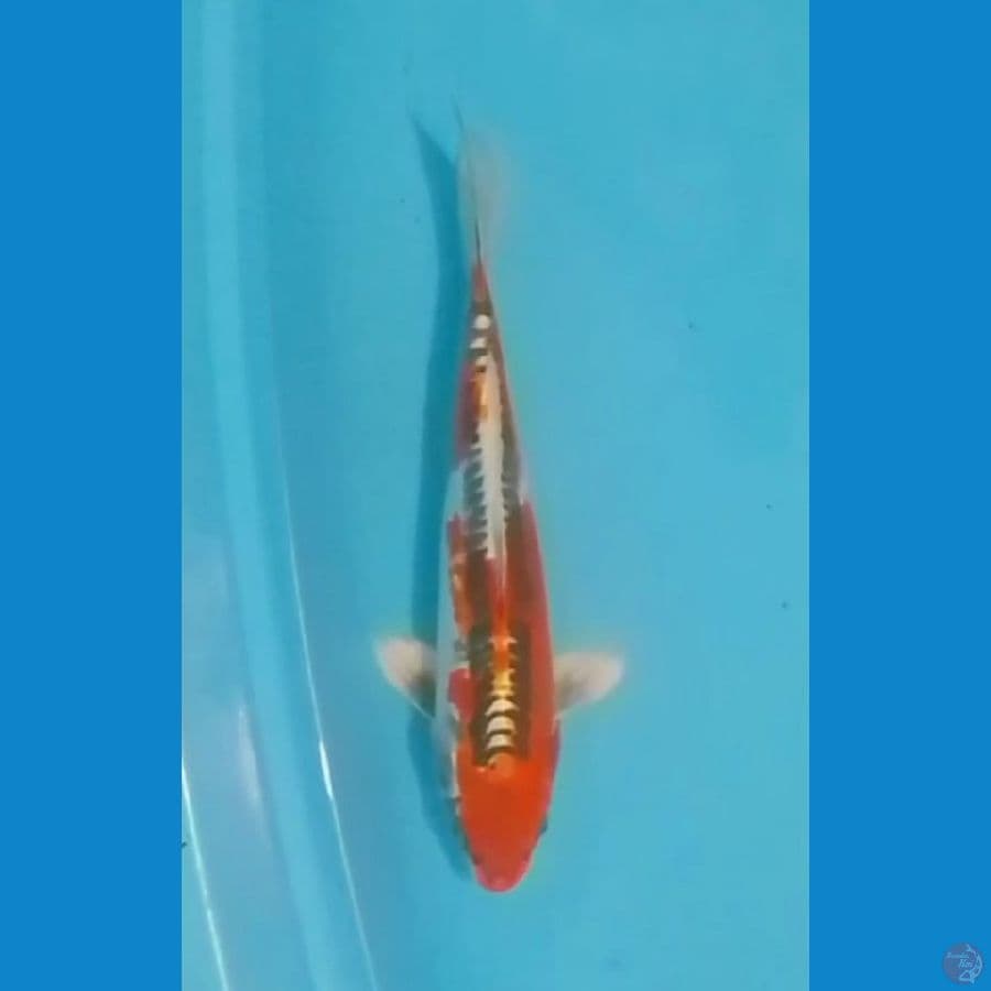 Doitsu Kujaku 36cm (F)