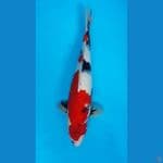 Showa Strong Ori F45cm