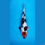 Tc.Showa HQ F50cm