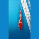 Kohaku  Doit 21cm Uncheck