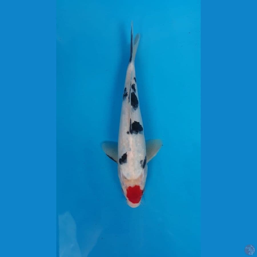 Tc.Sanke M26cm