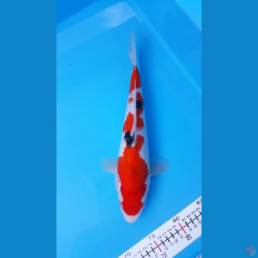 Sanke F31cm